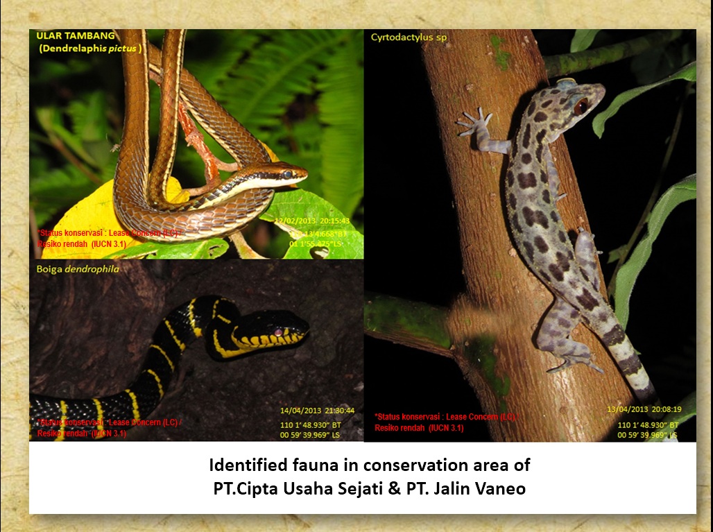 Identified fauna in conservation area of  PT.Cipta Usaha Sejati & PT. Jalin Vaneo
