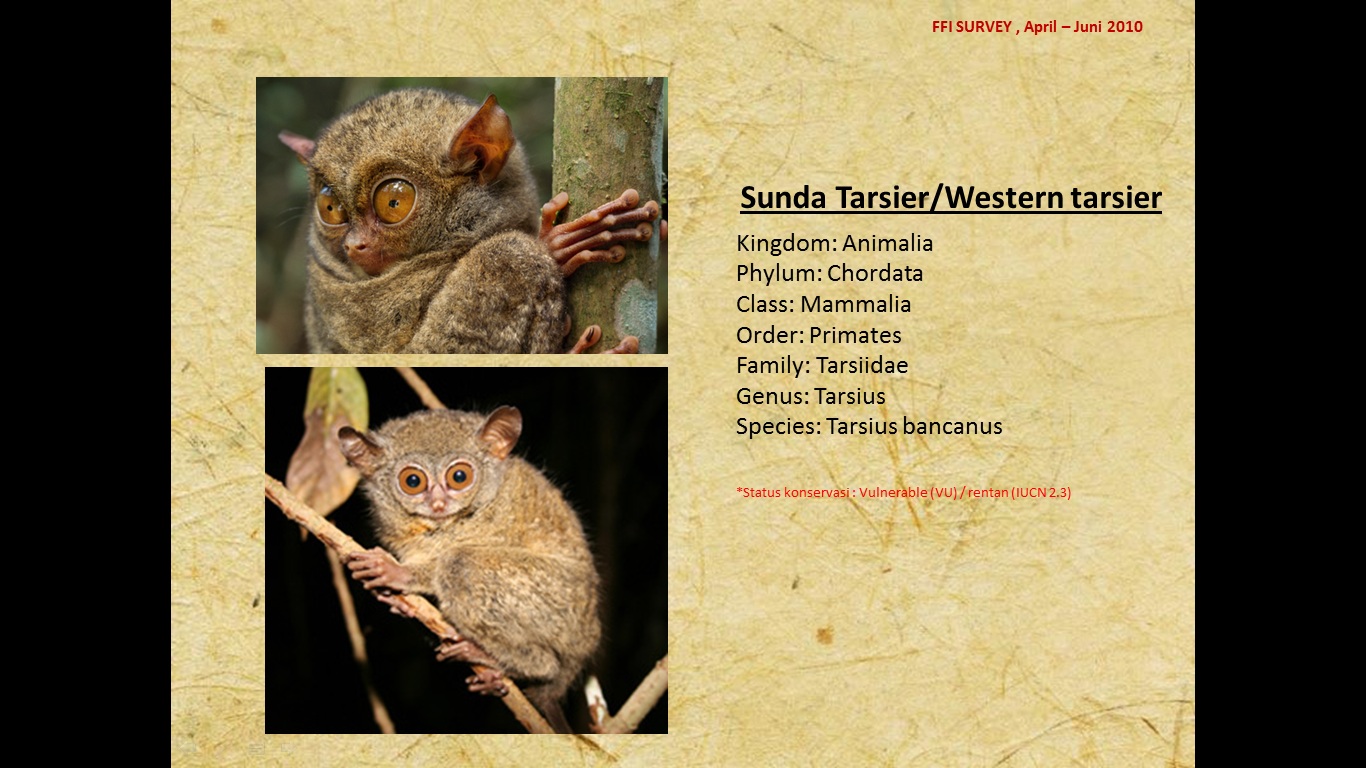 Sunda Tarsier/Western tarsier