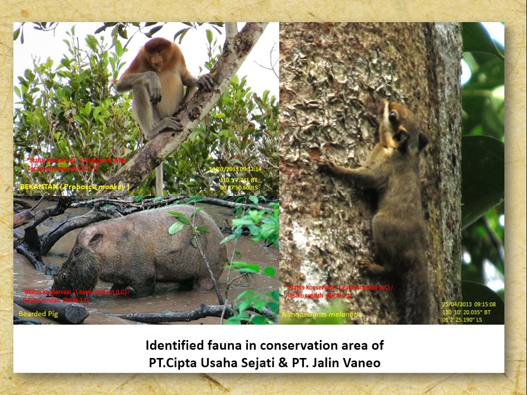 Identified fauna in conservation area of  PT.Cipta Usaha Sejati & PT. Jalin Vaneo