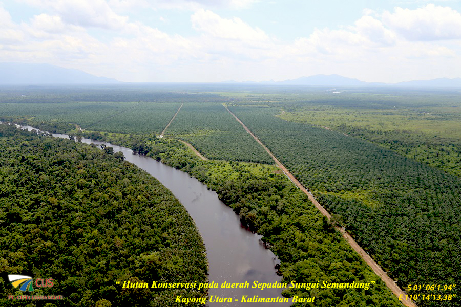 Hutan Konservasi pada daerah Sepadan Sungai Semandang, Kayong Utaran - Kalimatan Barat
