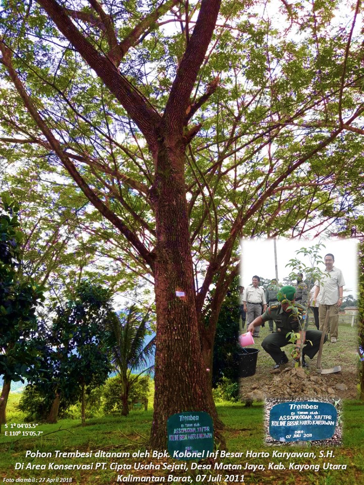 Foto penanaman pohon di area konservasi