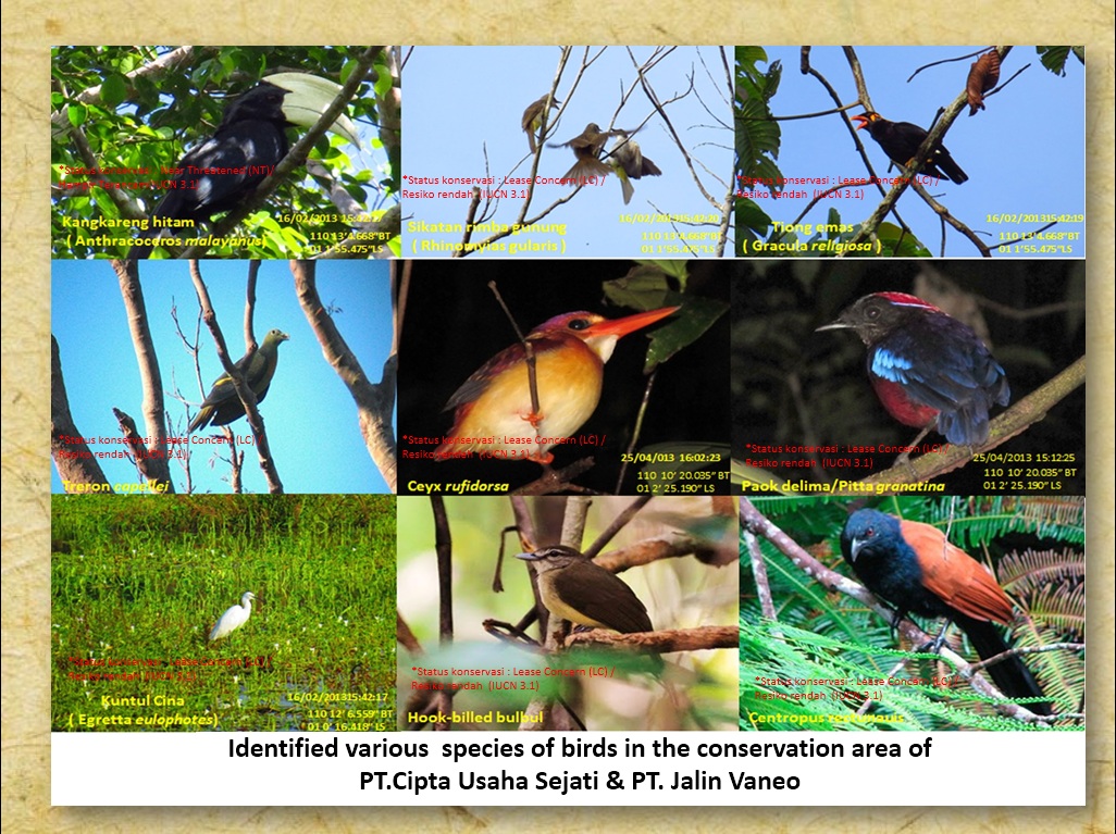 Identified various  species of birds in the conservation area of  PT.Cipta Usaha Sejati & PT. Jalin Vaneo