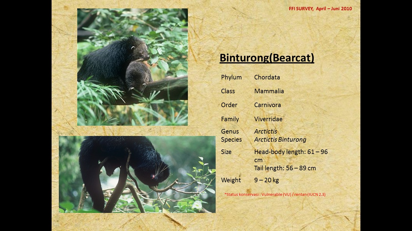Binturong(Bearcat)