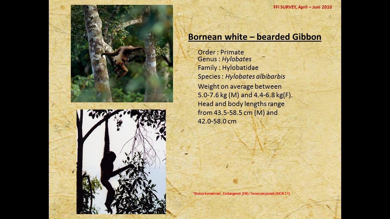 Bornean white â€“ bearded Gibbon