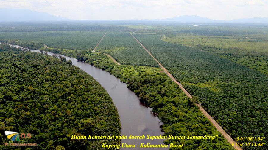 Hutan Konservasi pada daerah Sepadan Sungai Semandang, Kayong Utaran - Kalimatan Barat